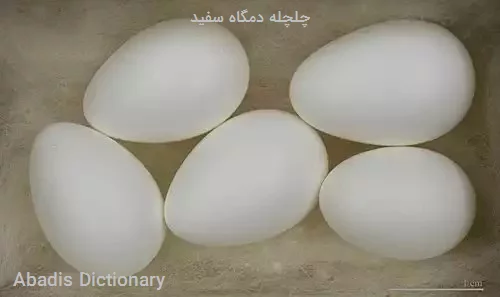 چلچله دمگاه سفید